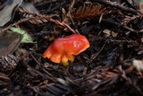 Hygrocybe splendidissima image