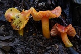 Hygrocybe splendidissima image