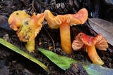 Hygrocybe splendidissima image