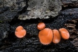 Scutellinia crinita image