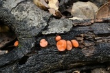 Scutellinia crinita image