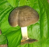 Pluteus americanus image