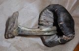 Pluteus americanus image