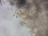 Pluteus americanus image