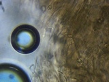 Pluteus americanus image