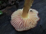 Hygrocybe splendidissima image