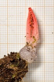 Pseudocolus fusiformis image