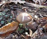 Pluteus petasatus image