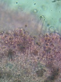 Pluteus petasatus image