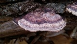 Phellinus gilvus image