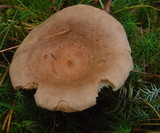 Lactarius helvus image