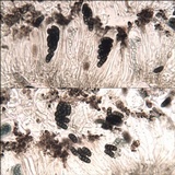 Diplotomma hedinii image