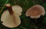 Lactarius helvus image