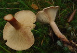 Lactarius helvus image