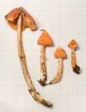 Entoloma quadratum image