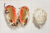 Clathrus archeri image