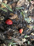 Hygrocybe splendidissima image