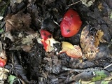 Hygrocybe splendidissima image