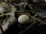 Lycoperdon echinatum image