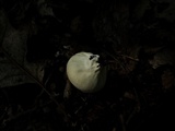 Lycoperdon echinatum image