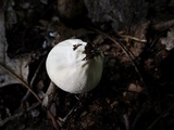 Lycoperdon echinatum image