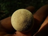 Lycoperdon echinatum image