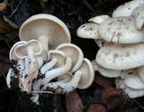 Clitocybe subconnexa image