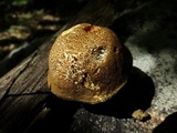 Boletellus chrysenteroides image