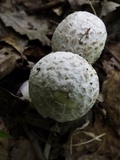 Hypomyces hyalinus image