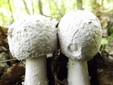 Hypomyces hyalinus image