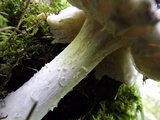 Hypomyces hyalinus image