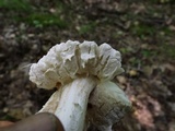 Hypomyces hyalinus image
