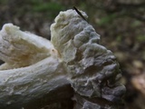 Hypomyces hyalinus image