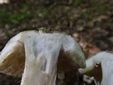 Hypomyces hyalinus image