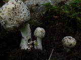 Hypomyces hyalinus image