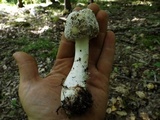 Hypomyces hyalinus image