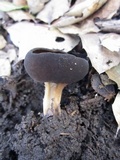 Helvella solitaria image