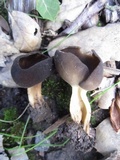 Helvella solitaria image