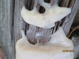 Reticularia lycoperdon image