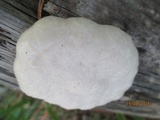Reticularia lycoperdon image
