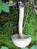 Leccinum holopus image