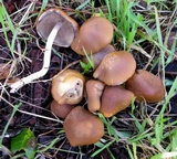 Psathyrella piluliformis image