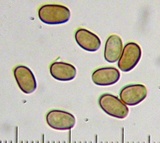 Psathyrella piluliformis image