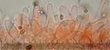 Psathyrella piluliformis image