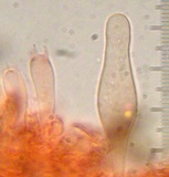 Psathyrella piluliformis image