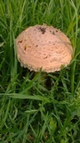 Amanita foetidissima image