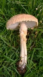 Amanita foetidissima image