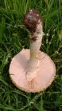 Amanita foetidissima image