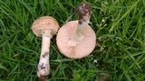 Amanita foetidissima image