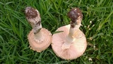 Amanita foetidissima image